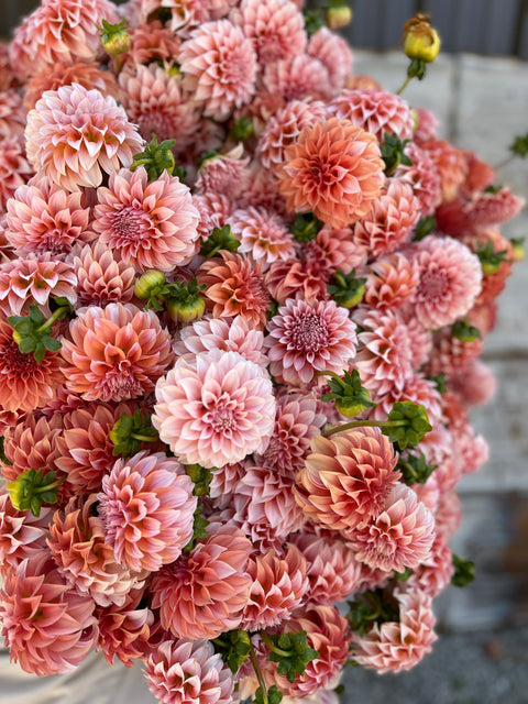 Dahlia Peaches N Cream - Sunny Meadows Flower Farm