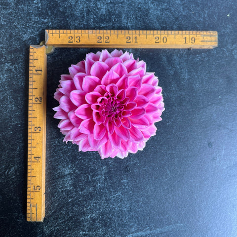 Dahlia Peter - Sunny Meadows Flower Farm