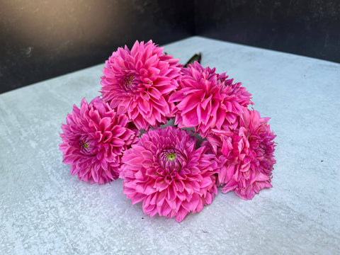 Dahlia Peter - Sunny Meadows Flower Farm