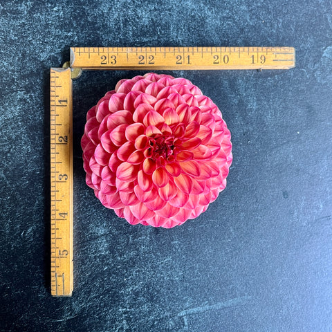 Dahlia Robin Hood - Sunny Meadows Flower Farm