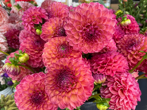 Dahlia Robin Hood - Sunny Meadows Flower Farm