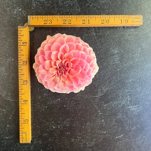 Dahlia Rock Run Ashley - Sunny Meadows Flower Farm