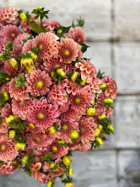 Dahlia Rock Run Ashley - Sunny Meadows Flower Farm
