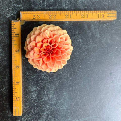 Dahlia Rose Toscano - Sunny Meadows Flower Farm