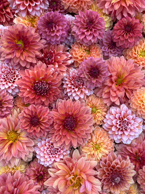 Dahlia Sunset Mix- 10 tubers - Sunny Meadows Flower Farm
