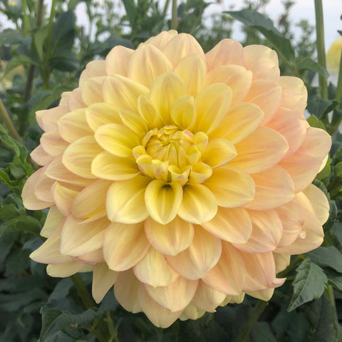 Dahlia Wyn's New Pastel - Sunny Meadows Flower Farm