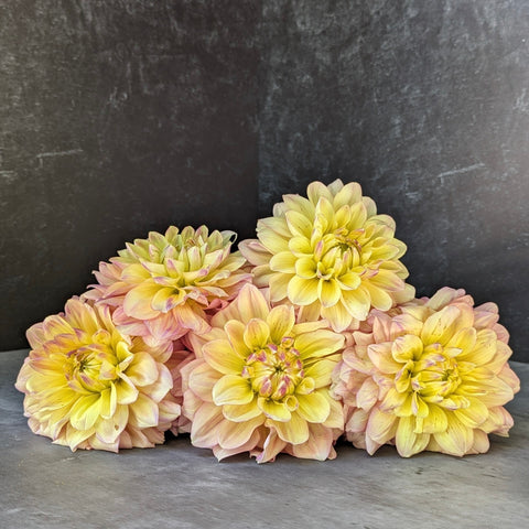 Dahlia Wyn's New Pastel - Sunny Meadows Flower Farm