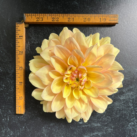 Dahlia Wyn's New Pastel - Sunny Meadows Flower Farm