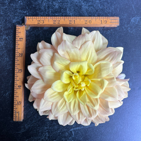 Dahlia Wyn's New Pastel - Sunny Meadows Flower Farm
