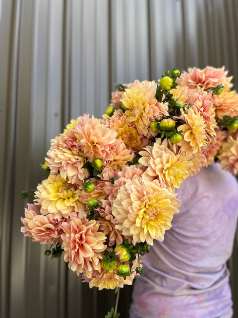 Dahlia Wyn's New Pastel - Sunny Meadows Flower Farm