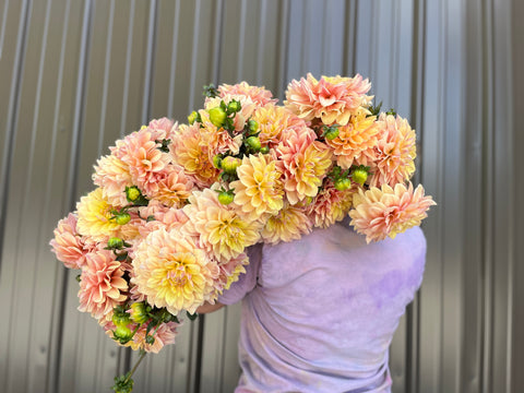 Dahlia Wyn's New Pastel - Sunny Meadows Flower Farm
