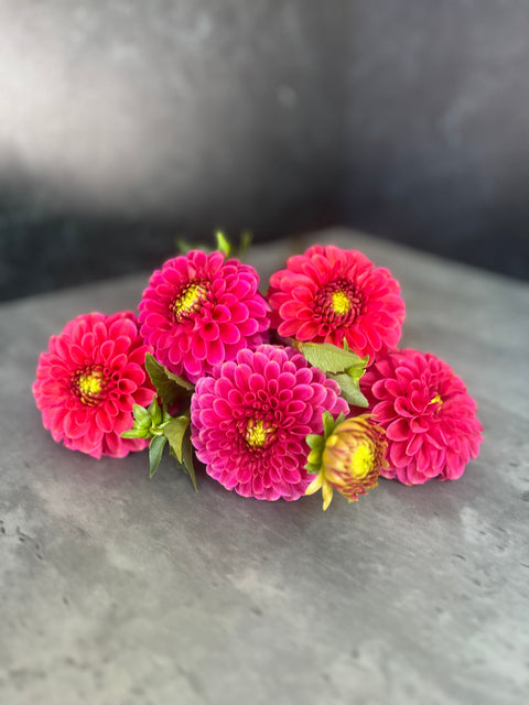 Dahlia Zundert Mystery Fox - Sunny Meadows Flower Farm