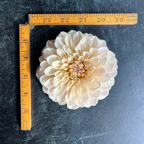 Dahlia Rooted Cutting- Sweet Nathalie