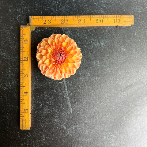 Dahlia Rooted Cutting- Valley Tawny