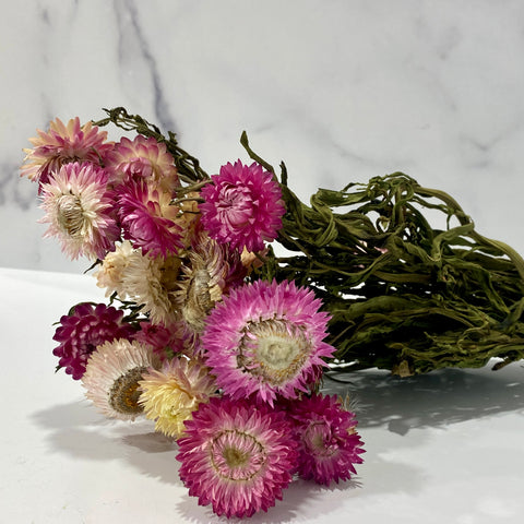 Dried Flowers-Strawflower Pink