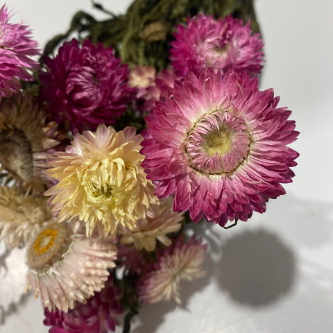 Dried Flowers-Strawflower Pink