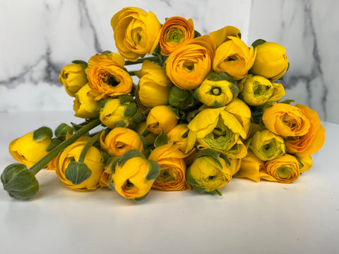 Ranunculus Corms-Yellow