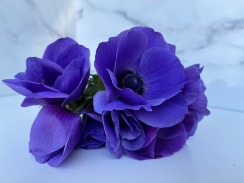 Anemone Corms-Blue