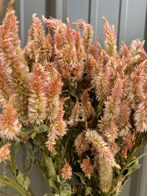 Dried Flower Bunch-Celosia Terracotta
