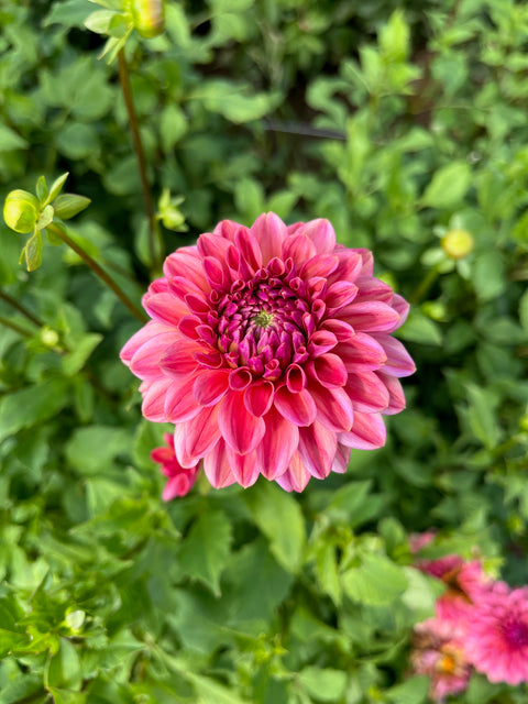 Dahlia Ice Tea