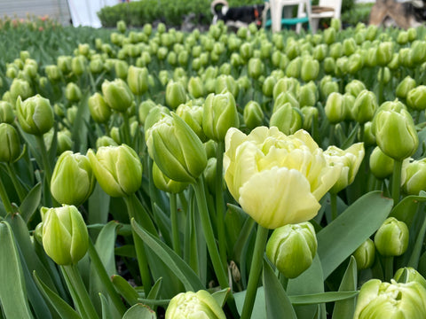 Tulip-Avant Garde