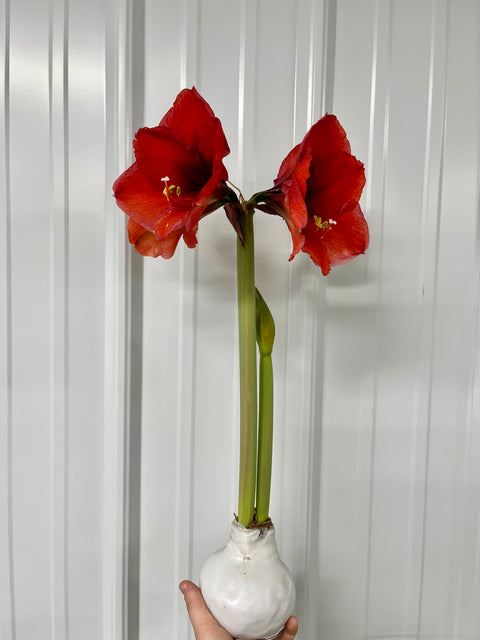 Wax Amaryllis Bulb