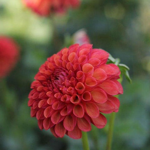 Dahlia Valley Rust Bucket