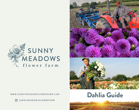 Dahlia Care Guide PDF