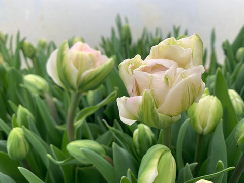 Tulip-Finola