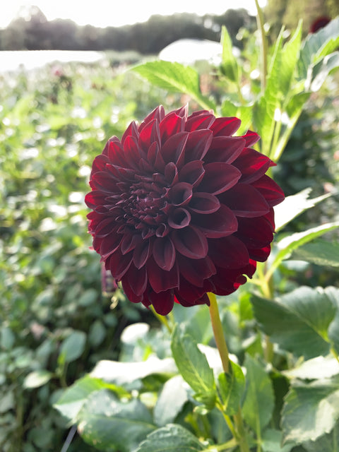 Dahlia Black Satin