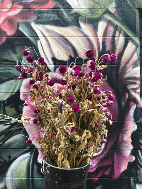 Dried Flower Bunch-Gomphrena Purple