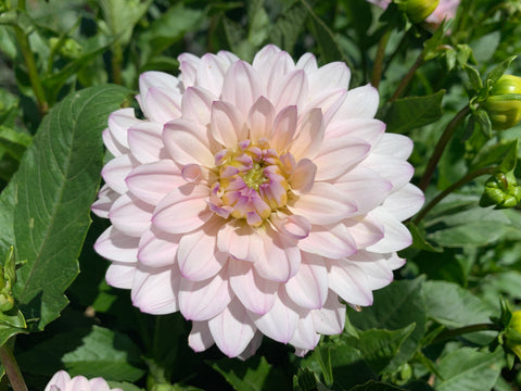 Dahlia Silver Years