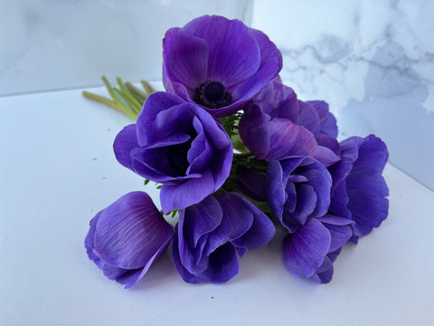 Anemone Corms-Blue - Sunny Meadows Flower Farm