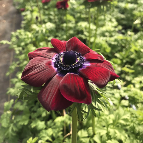 Anemone Corms-Wine - Sunny Meadows Flower Farm