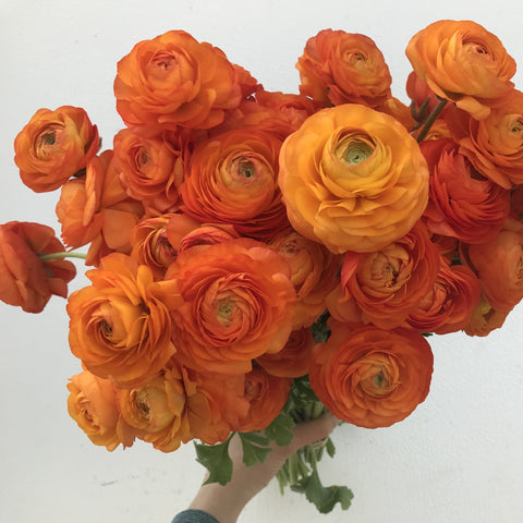 Ranunculus Corms-Orange - Sunny Meadows Flower Farm