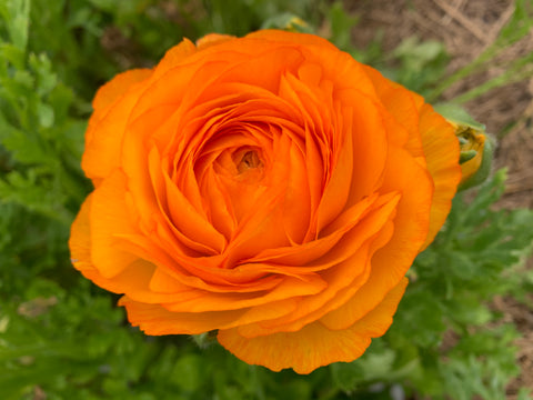 Ranunculus Corms-Orange - Sunny Meadows Flower Farm
