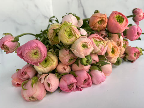 Ranunculus Corms-Pastel Mix - Sunny Meadows Flower Farm