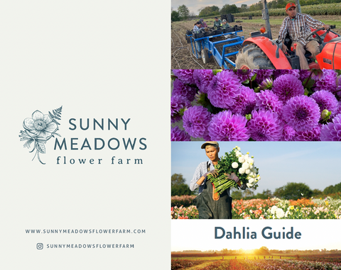 Dahlia Care Guide PDF - Sunny Meadows Flower Farm