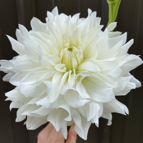 Dahlia Beaucon - Sunny Meadows Flower Farm