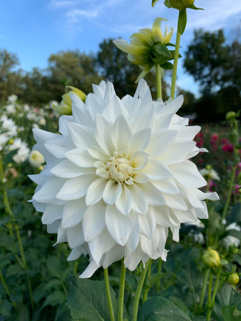 Dahlia Beaucon - Sunny Meadows Flower Farm
