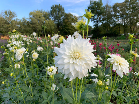 Dahlia Beaucon - Sunny Meadows Flower Farm