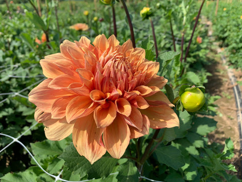 Dahlia Ben Huston - Sunny Meadows Flower Farm