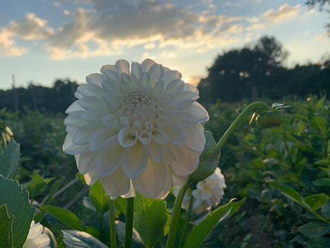Dahlia Boom Boom White - Sunny Meadows Flower Farm