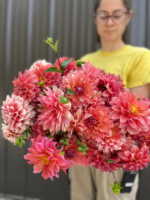 Dahlia Connecticut Coral - Sunny Meadows Flower Farm