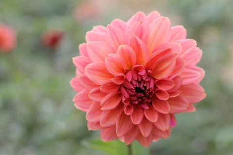 Dahlia Connecticut Coral - Sunny Meadows Flower Farm
