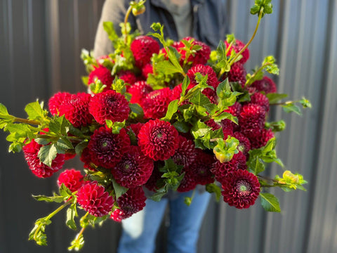 Dahlia Cornel - Sunny Meadows Flower Farm