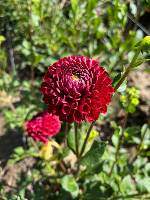 Dahlia Cornel - Sunny Meadows Flower Farm