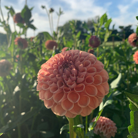 Dahlia Cornel Bronze - Sunny Meadows Flower Farm