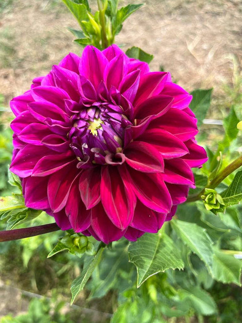 Dahlia Diva - Sunny Meadows Flower Farm