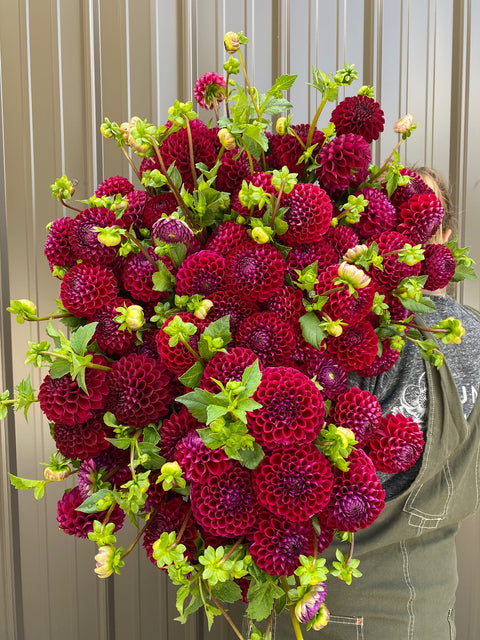 Dahlia Ivanetti - Sunny Meadows Flower Farm